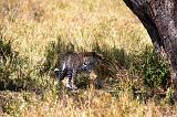 TANZANIA - Serengeti National Park - Leopardo - 02